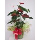 ANTHURIUM 