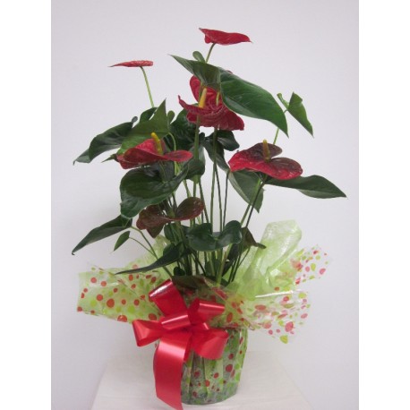 ANTHURIUM 