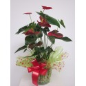 Anthurium grande