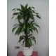 DRACENA MASSAGEANA