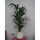 Kentia