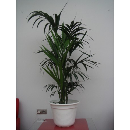 Kentia