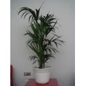 Kentia