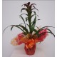GUZMANIA