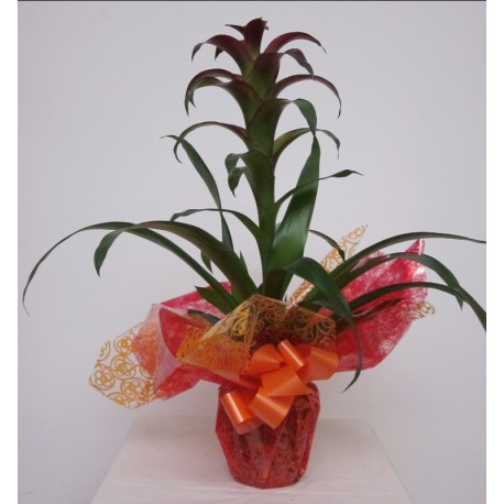 GUZMANIA
