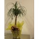 BEAUCARNEA