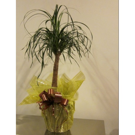 BEAUCARNEA