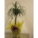 BEAUCARNEA