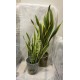 SANSEVIERIA