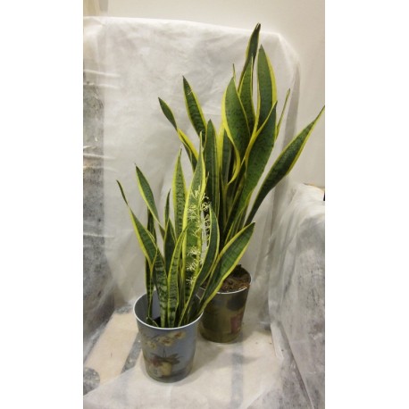 SANSEVIERIA