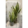SANSEVIERIA