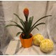 BROMELIA