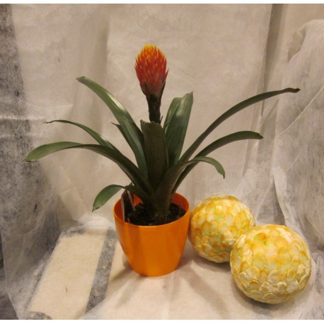 BROMELIA