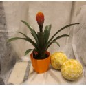BROMELIA